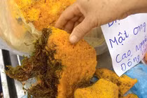 Hình ảnh mật ong hóa đá cực hiếm, giá chát ở Hà Nội