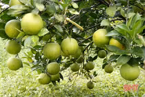 Vựa cam ngon nhất Hà Tĩnh vào mùa, hứa hẹn cho thu 100 tỷ