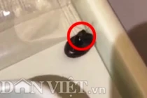 Gián bò trong khay thức ăn, VNA và NASCO đổ lỗi cho nhau