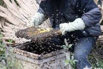 Cảnh thu hoạch mật ong bạc hà ở cao nguyên đá Đồng Văn