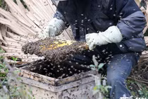 Cảnh thu hoạch mật ong bạc hà ở cao nguyên đá Đồng Văn