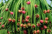 Người Thaco "bước một chân" vào doanh nghiệp của bầu Đức