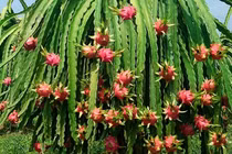 Người Thaco "bước một chân" vào doanh nghiệp của bầu Đức