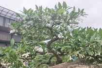 "Tuyệt phẩm" mai chiếu thủy dáng thế kỳ quái mới lộ diện