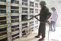 Khá giả nhất làng nhờ nuôi đàn mãng xà cực độc, dài ngoẵng