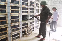 Khá giả nhất làng nhờ nuôi đàn mãng xà cực độc, dài ngoẵng