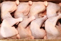 Thịt gà 2.000 đồng/kg đổ về: Truy tìm kẻ nhập khẩu bỏ trốn