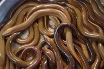 Cho lươn ăn thêm Vitamin C, thu nhập phát mê