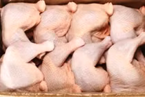 Thịt gà 2.000 đồng/kg đổ về: Truy tìm kẻ nhập khẩu bỏ trốn