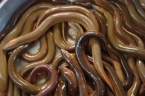 Cho lươn ăn thêm Vitamin C, thu nhập phát mê