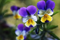 Rực rỡ sắc hoa lạ, giá rẻ bất ngờ ở Đà Lạt