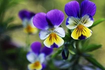 Rực rỡ sắc hoa lạ, giá rẻ bất ngờ ở Đà Lạt