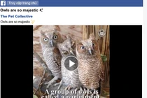 Cách tải video trên Facebook không cần phần mềm