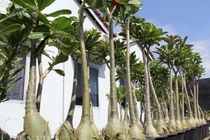 Mê mẩn “biệt đội” sứ “chân dài” tiền triệu hiếm có ở miền Tây