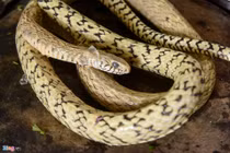 Làm giàu nhờ rắn độc