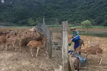 Trang trại tiền tỷ nhìn đâu cũng ra con đặc sản