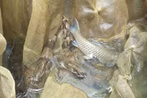 Nuôi con bán Tết: Cá lồng đặc sản sông Đà, xuân nào bán cũng chạy