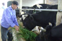 Hiểu đúng về thực trạng chăn nuôi bò sữa ở Việt Nam