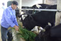 Hiểu đúng về thực trạng chăn nuôi bò sữa ở Việt Nam