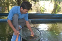 Chỉ 8.000m2 ao nuôi cá kiểng mà lời tới 80 triệu đồng/tháng