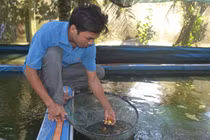 Chỉ 8.000m2 ao nuôi cá kiểng mà lời tới 80 triệu đồng/tháng