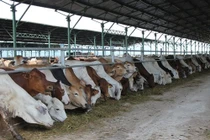 Bầu Đức bán bò, kiếm hơn 1.200 tỷ đồng