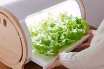 Cách trồng rau sạch siêu bá đạo của người Nhật