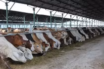 Bầu Đức bán bò, kiếm hơn 1.200 tỷ đồng