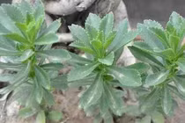 "Cỏ cứu mạng": Loại rau dại giá hơn 1 triệu/kg có gì đặc biệt?