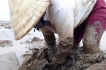 Cảnh ngư dân săn bắt loại cá kỳ dị nhất hành tinh ở Thanh Hóa