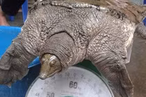 Vớ bẫm vì câu được ba ba khủng 11kg