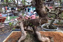 Cặp mai trăm tuổi dáng long, dáng cóc giá gần 5 tỷ ở Sài Gòn