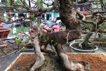 Cặp mai trăm tuổi dáng long, dáng cóc giá gần 5 tỷ ở Sài Gòn