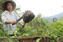 Chi tiết đặc sản núi rừng đãi đại gia Việt