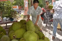 Giá mít Thái "lên cơn sốt": Nhà vườn hái không kịp bán