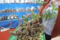 2 củ sâm Ngọc Linh hàng chục năm tuổi được rao bán hơn 1 tỷ