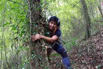 Chinh phục "cụ chè" shan tuyết - "kho báu" của đại ngàn Tây Bắc