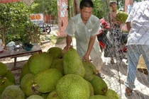 Giá mít Thái "lên cơn sốt": Nhà vườn hái không kịp bán