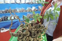 2 củ sâm Ngọc Linh hàng chục năm tuổi được rao bán hơn 1 tỷ