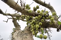 Sung kiểng cổ thụ cực dị giá trăm triệu đẹp cỡ nào?