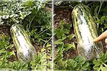 Nhét quả dưa hấu vào chai và cái kết không tin nổi