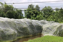 Chuyện lạ: Giăng mùng cho mận, mặc váy cho cam