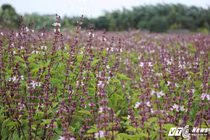 Cứ ngỡ đồng hoa oải hương, ai ngờ thứ rau “quê” hái ra tiền