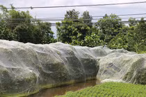 Chuyện lạ: Giăng mùng cho mận, mặc váy cho cam