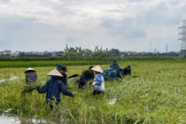 Cảnh sát cơ động và bộ đội giúp dân gặt lúa chạy lũ