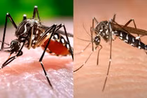 Top 10 loài côn trùng nguy hiểm nhất thế giới: Số 1 bị ghét nhất