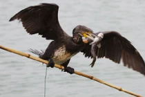 Xem chim cốc bắt cá như nghệ sĩ xiếc