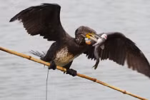 Xem chim cốc bắt cá như nghệ sĩ xiếc