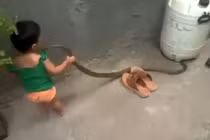 Rùng mình cảnh bé gái nghịch rắn như đồ chơi