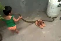 Rùng mình cảnh bé gái nghịch rắn như đồ chơi